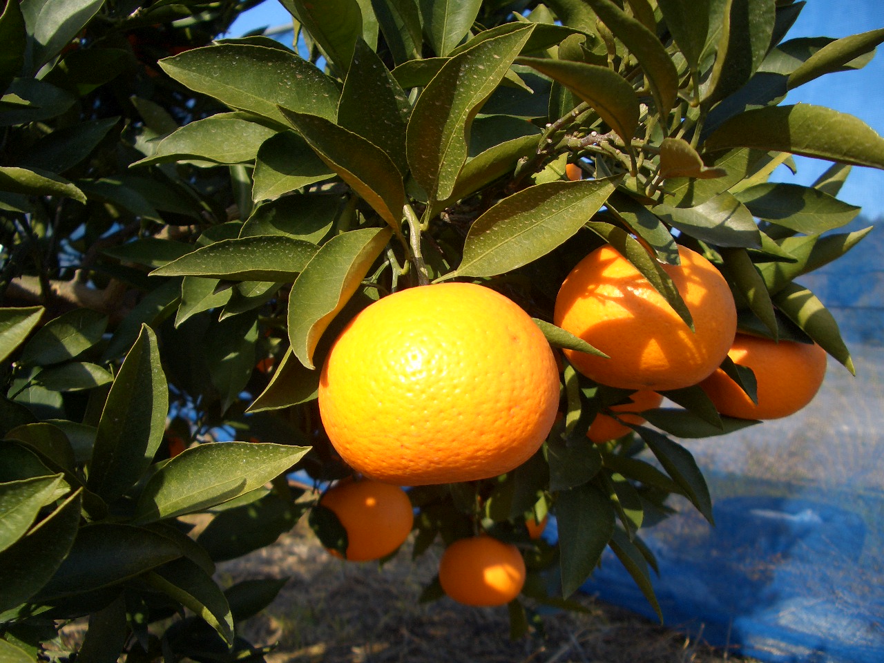 ����₩�ȊÎ_���ς����y���߂�É�(���܂Ȃ�)�݂���I