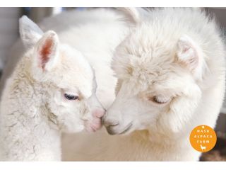 もふもふ 可愛いアルパカに癒されよう 入園チケット 約230頭のアルパカが暮らす日本最大級のアルパカ牧場 那須アルパカ牧場 じゃらん遊び体験