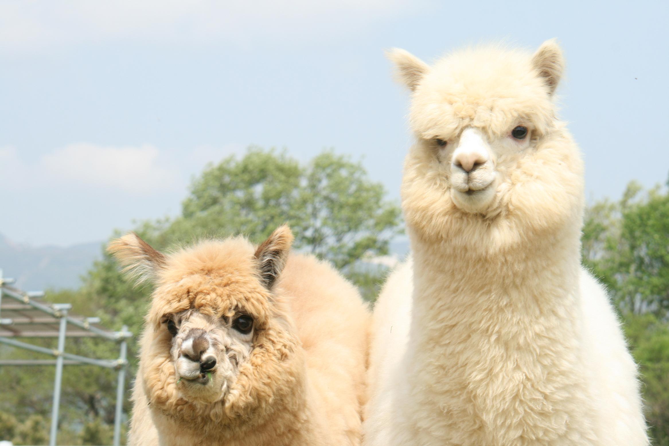 もふもふ 可愛いアルパカに癒されよう 入園チケット 約0頭のアルパカが暮らす日本最大級のアルパカ牧場 那須アルパカ牧場 じゃらん遊び体験 もふもふ 可愛いアルパカに癒されよう 入園チケット 約0頭のアルパカが暮らす日本最大級のアルパカ牧場 那須アルパカ牧場 じゃらん遊び体験