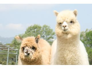 もふもふ 可愛いアルパカに癒されよう 入園チケット 約230頭のアルパカが暮らす日本最大級のアルパカ牧場 那須アルパカ牧場 じゃらん遊び体験