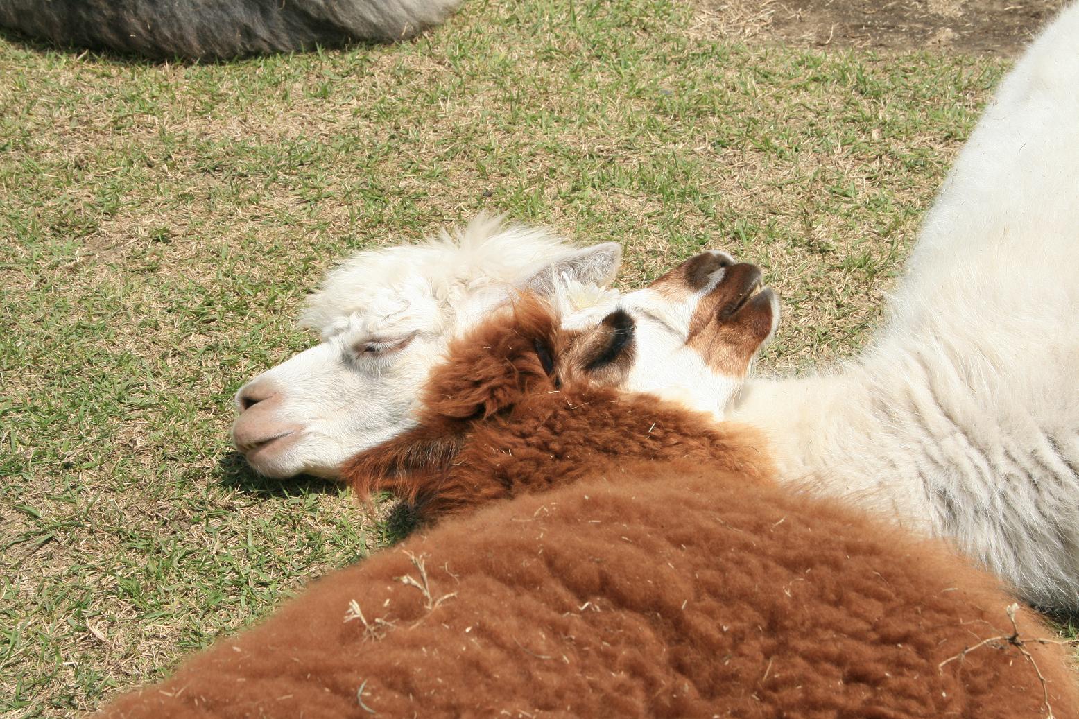 もふもふ 可愛いアルパカに癒されよう 入園チケット 約230頭のアルパカが暮らす日本最大級のアルパカ牧場 那須アルパカ牧場 じゃらん遊び体験 もふもふ 可愛いアルパカに癒されよう 入園チケット 約230頭のアルパカが暮らす日本最大級のアルパカ牧場 那須アルパカ牧場 じゃらん遊び体験