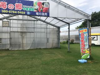 とうもろこし狩りはじめました