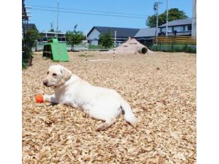 時間無制限 全犬種一頭550円とお値打ち ドッグラン 新潟市 ワンちゃんと楽しもう 9時から19時のお好きなお時間にお越しください ファミリーやカップルにオススメ ワンワンぷれじゃーぱーく わんダーらん じゃらん遊び体験 時間無制限 全犬種一頭550円とお値打ち ドッグラン 新潟市 ワンちゃんと楽しもう 9時から19時のお好きなお時間にお越しください ファミリーやカップルにオススメ ワンワンぷれじゃーぱーく わんダーらん じゃらん遊び体験