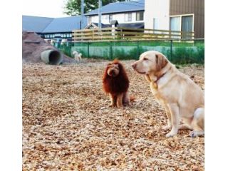 時間無制限 全犬種一頭550円とお値打ち ドッグラン 新潟市 ワンちゃんと楽しもう 9時から19時のお好きなお時間にお越しください ファミリーやカップルにオススメ ワンワンぷれじゃーぱーく わんダーらん じゃらん遊び体験 時間無制限 全犬種一頭550円とお値打ち ドッグラン 新潟市 ワンちゃんと楽しもう 9時から19時のお好きなお時間にお越しください ファミリーやカップルにオススメ ワンワンぷれじゃーぱーく わんダーらん じゃらん遊び体験