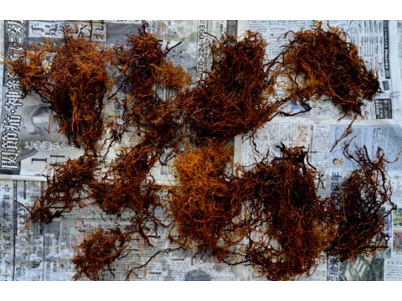 @Đ􂢂̃AJl̍@AZF߂ꍇ́iʗŁjǉł܂