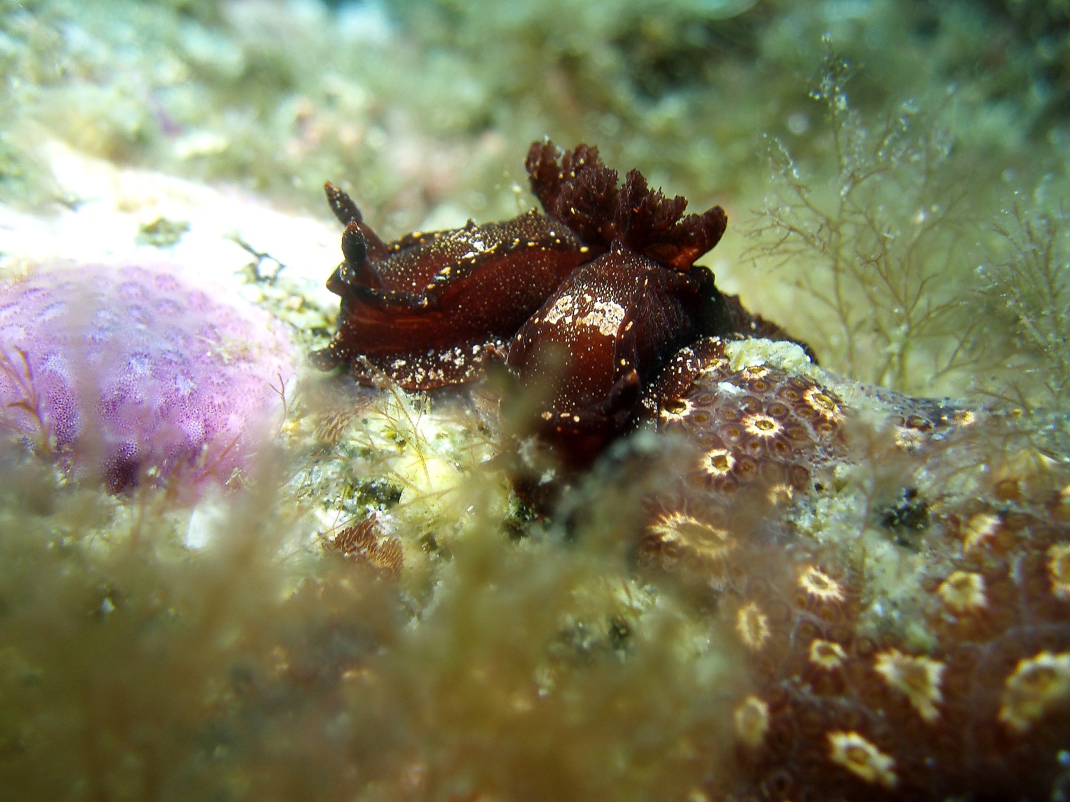 ネコジタウミウシ