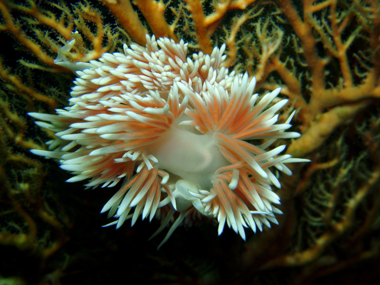 ガーベラミノウミウシ