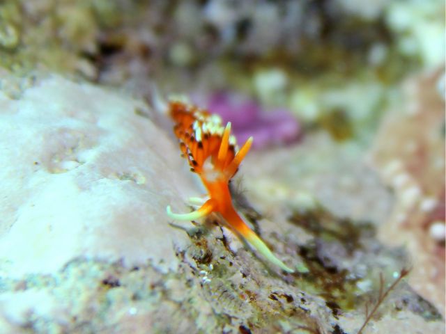 ヒブサミノウミウシ