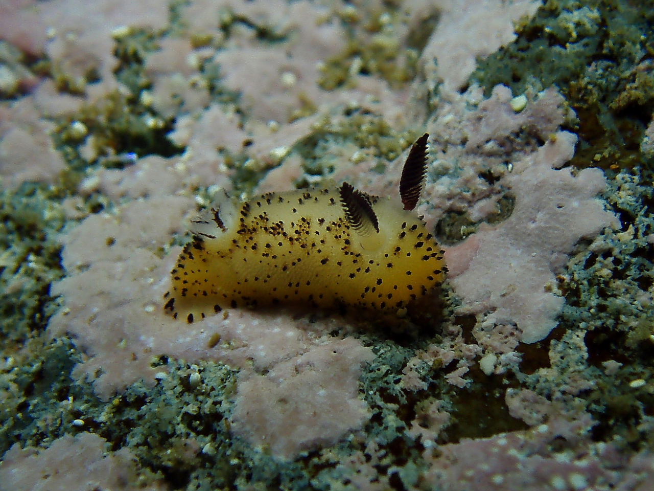 ゴマフビロードウミウシ