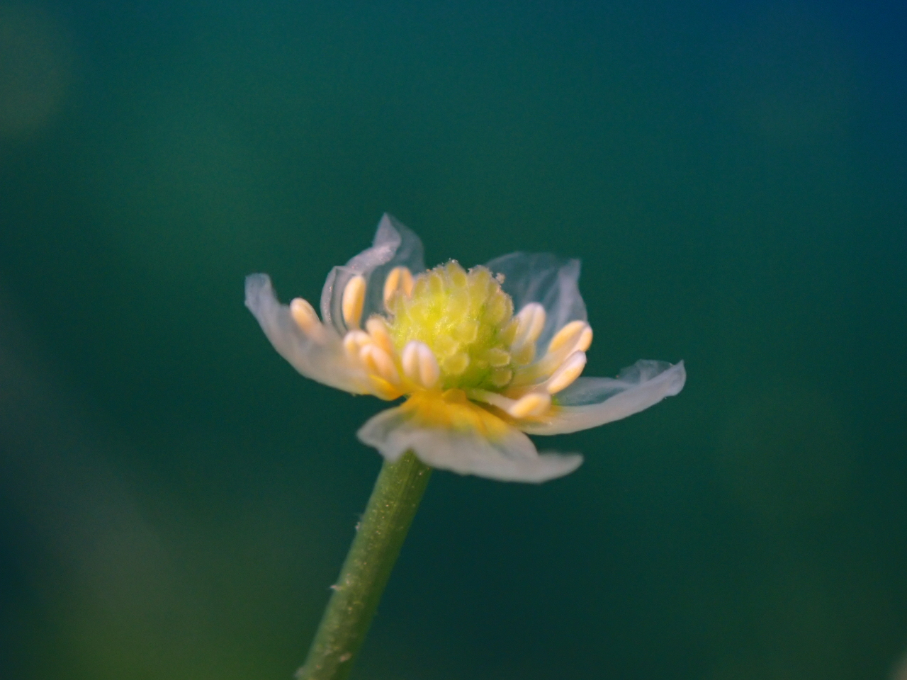 チトセバイカモ(7月中旬〜8月上旬)