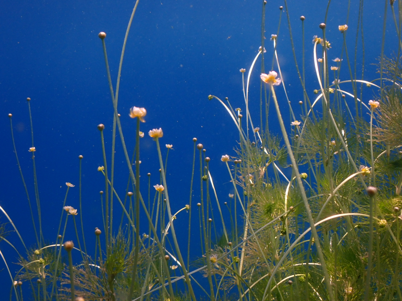 チトセバイカモ(7月中旬〜8月上旬)