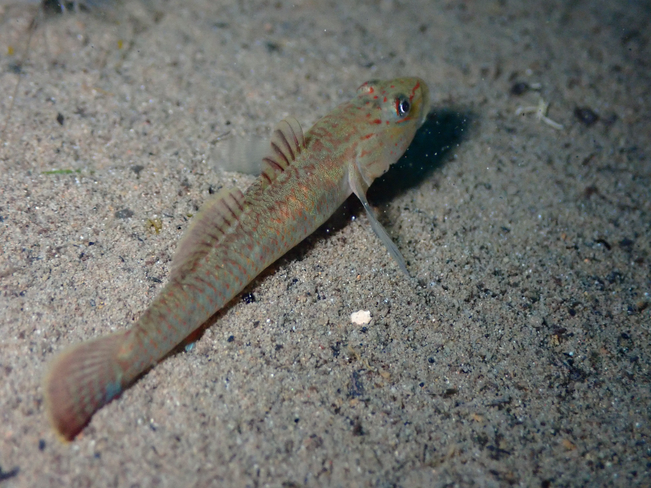 トウヨシノボリ