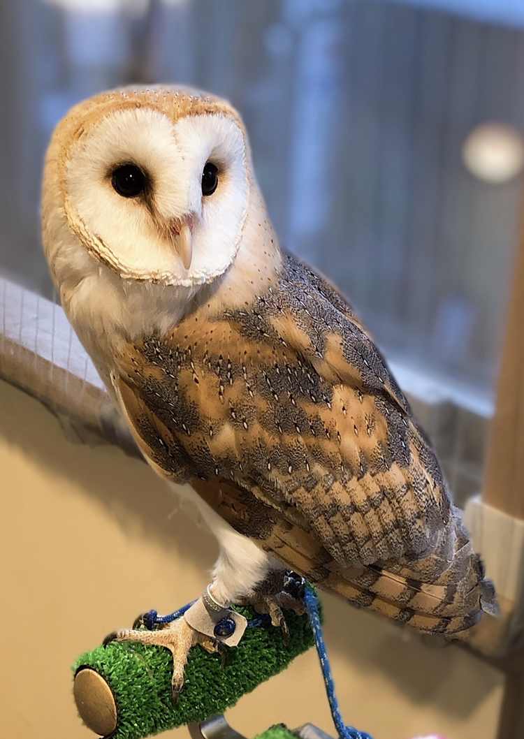 夜プラン フクロウと触れ合う癒し体験 触れ合い 腕のせ 撮影など 1ドリンク付き フクロウカフェ バー 格闘梟 じゃらん遊び体験