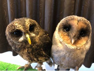夜プラン フクロウと触れ合う癒し体験 触れ合い 腕のせ 撮影など 1ドリンク付き フクロウカフェ バー 格闘梟 じゃらん遊び体験 夜プラン フクロウと触れ合う癒し体験 触れ合い 腕のせ 撮影など 1ドリンク付き フクロウカフェ バー 格闘梟 じゃらん遊び体験
