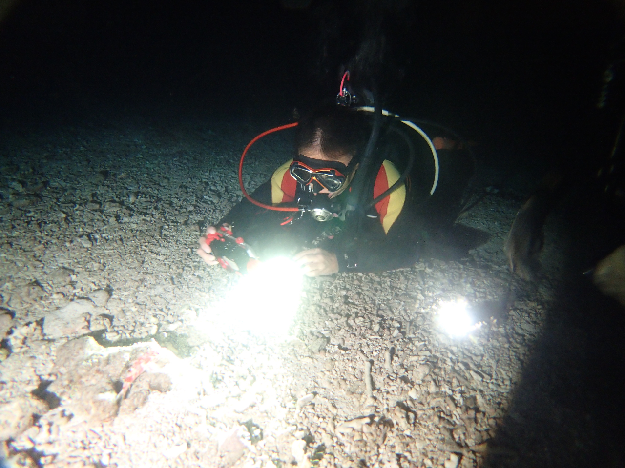 ライトを当てて魚を観察