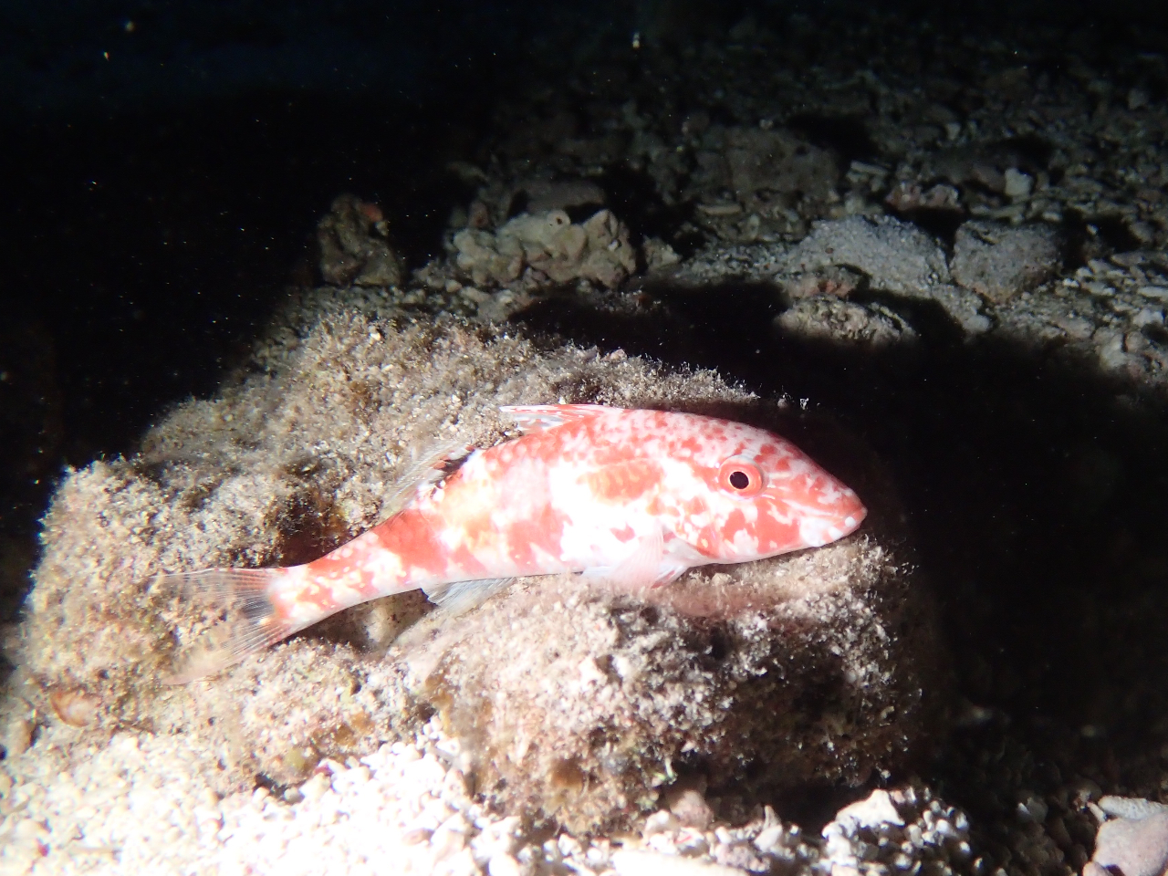 全く動かない!そして魚さん、昼間と模様が違うんだよ