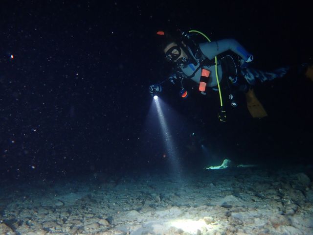 何かいないかライト照らしながら探すのって宝さがしみたいで楽しいね