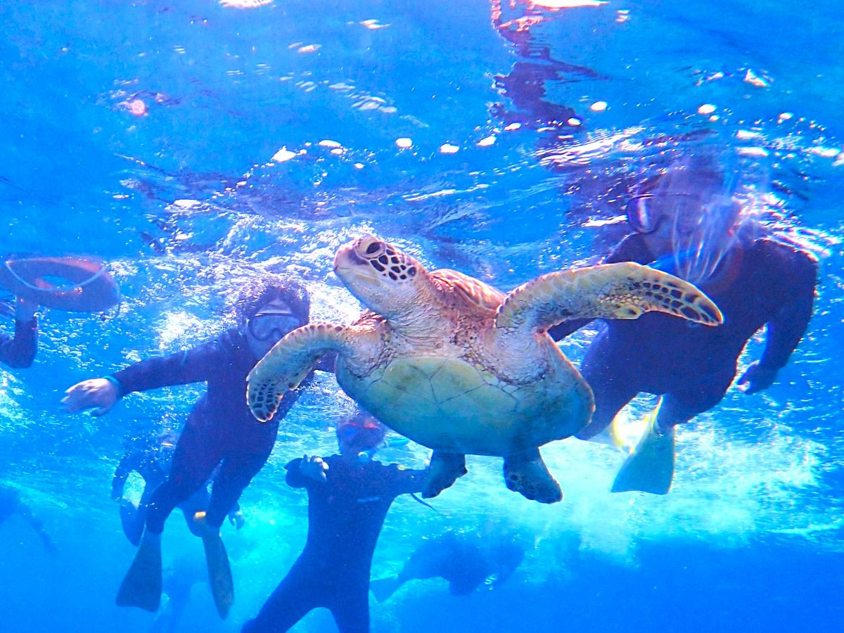 カメが多いところだからシュノーケルで、見られることもしばしば