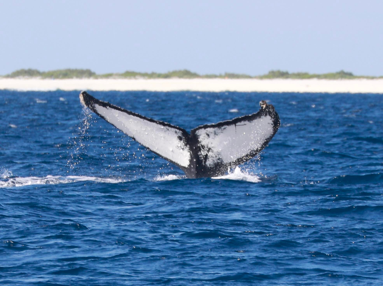 �t���[�N�A�b�v