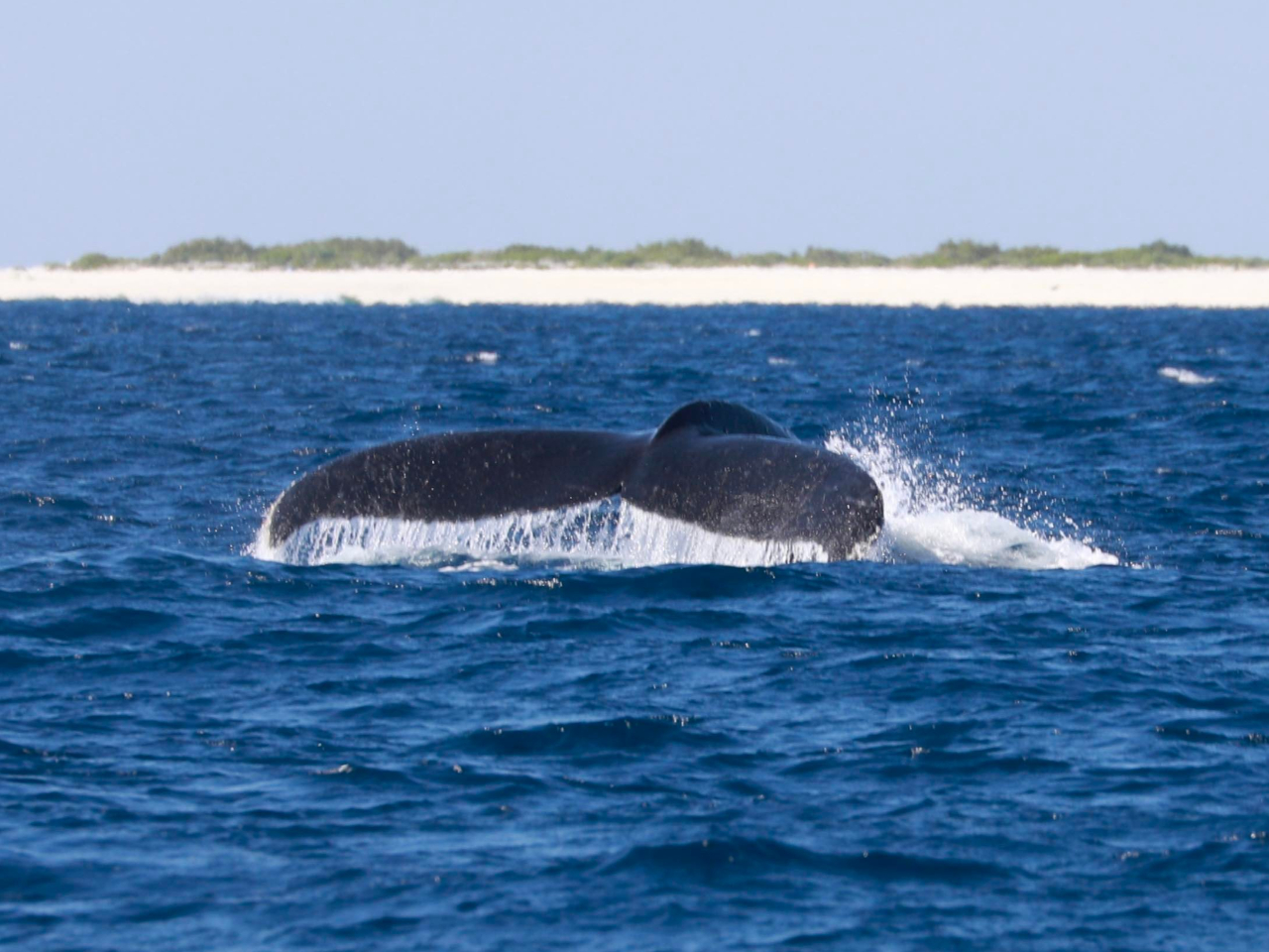 �t���[�N�_�E��