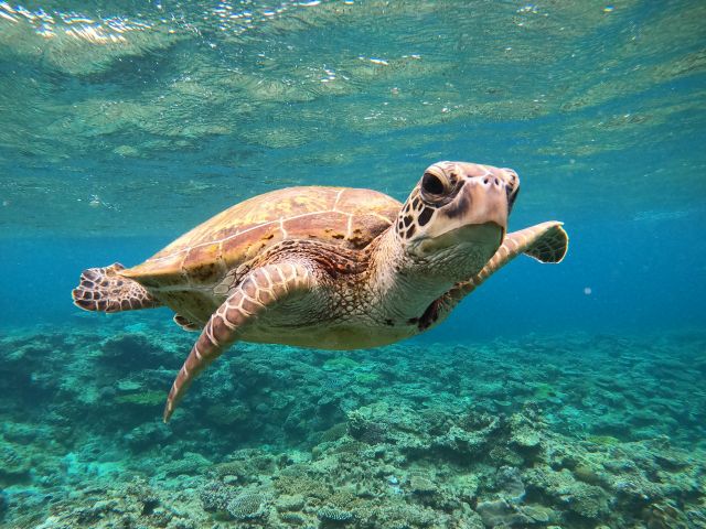 浅場に来てくれた時はラッキー(^^)/めっちゃこっち見てくれてる