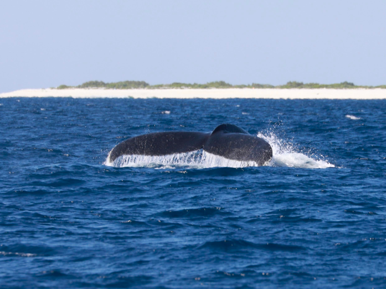 ���тꉺ�������@���[�N�_�E���Ƃ�����