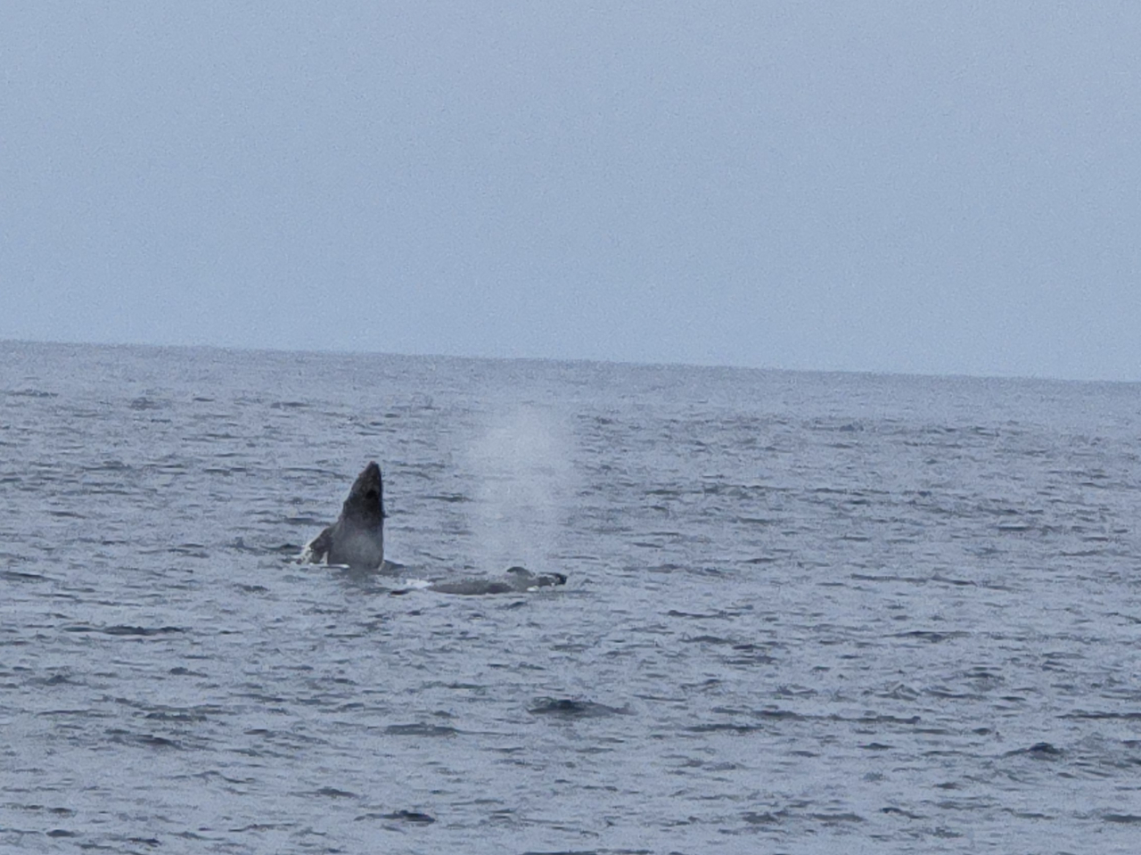 �������i���p���̎��Ɍ����܂��j�����T���Ȃ���D�𑖂点�܂�