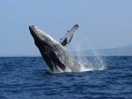 沖縄アクアマリンの割引プラン