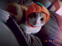 保護猫カフェにゃんこはうす 予約 アクセス 割引クーポン じゃらんnet 保護猫カフェにゃんこはうす 予約 アクセス 割引クーポン じゃらんnet