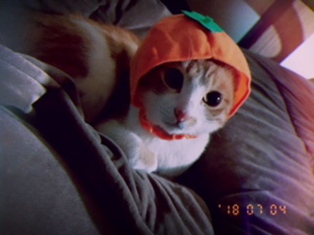 ねこがお迎えするお店 60分コース ワンドリンク付き 写真撮影ok 抱っこok スタッフねこちゃんたちと癒しの時間を過ごしませんか 保護猫カフェにゃんこはうす じゃらん遊び体験 ねこがお迎えするお店 60分コース ワンドリンク付き 写真撮影ok 抱っこok スタッフねこちゃんたちと癒しの時間を過ごしませんか 保護猫カフェにゃんこはうす じゃらん遊び体験