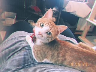 ねこがお迎えするお店 30分さくっとコース 写真撮影ok 抱っこok スタッフねこちゃんたちと癒しの時間を過ごしませんか 保護猫カフェにゃんこはうす じゃらん遊び体験