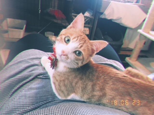 ねこがお迎えするお店 30分さくっとコース 写真撮影ok 抱っこok スタッフねこちゃんたちと癒しの時間を過ごしませんか 保護猫カフェにゃんこはうす じゃらん遊び体験 ねこがお迎えするお店 30分さくっとコース 写真撮影ok 抱っこok スタッフねこちゃんたちと癒しの時間を過ごしませんか 保護猫カフェにゃんこはうす じゃらん遊び体験