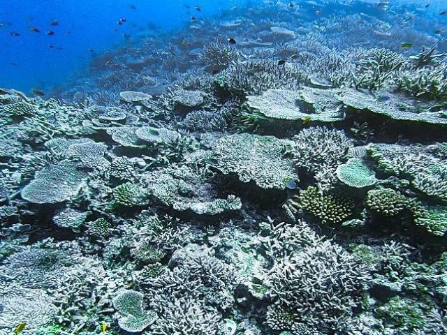 期間限定割引プラン 宮古島 海亀シュノーケルツアー カップル ファミリーにおすすめ 宮古島yukaala Marine じゃらん遊び体験 期間限定割引プラン 宮古島 海亀シュノーケルツアー カップル ファミリーにおすすめ 宮古島yukaala Marine じゃらん遊び体験