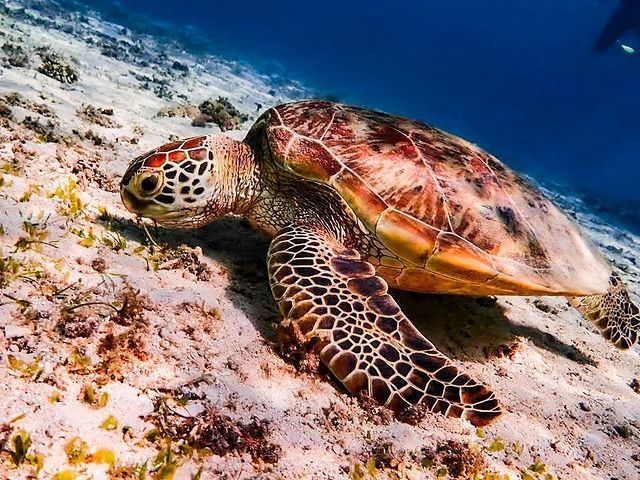 宮古島オススメプラン 海亀シュノーケルツアー カップル ファミリーにおすすめ 宮古島yukaala Marine じゃらん遊び体験 宮古島オススメプラン 海亀シュノーケルツアー カップル ファミリーにおすすめ 宮古島yukaala Marine じゃらん遊び体験