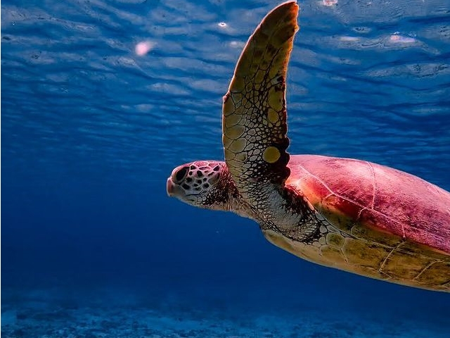 期間限定割引プラン 宮古島 海亀シュノーケルツアー カップル ファミリーにおすすめ 宮古島yukaala Marine じゃらん遊び体験