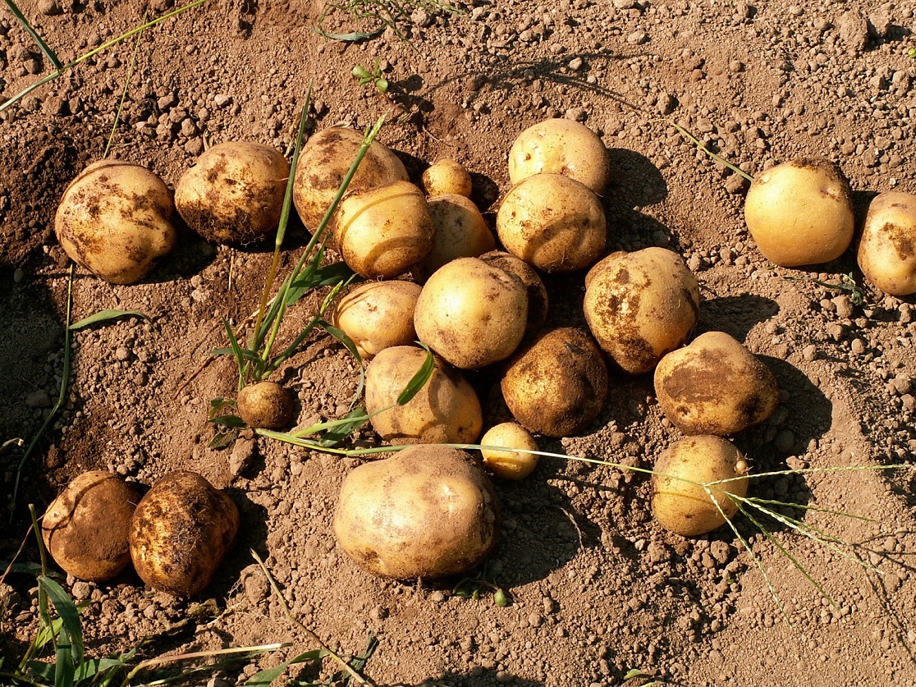 じゃがいも掘り体験 Domaine Raison じゃらん遊び体験