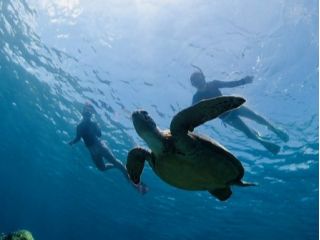 うみがめと一緒に泳げちゃう☆