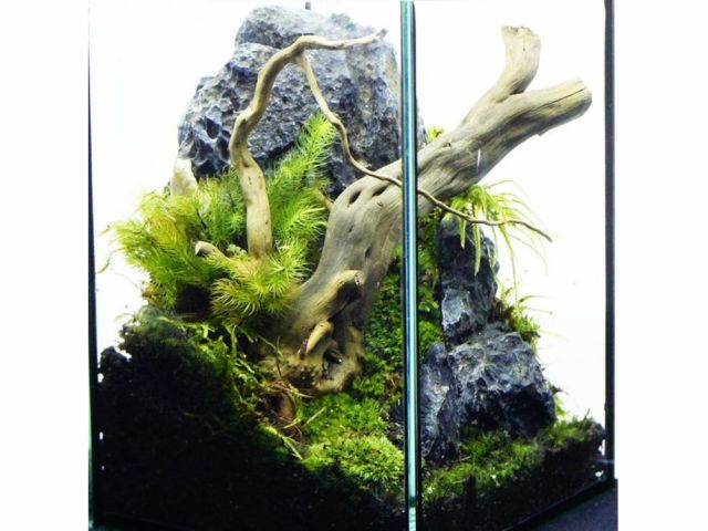 苔玉 苔テラリウムづくり体験 初めてから経験者まで楽しめる 自分だけの景色を作りませんか ファミリー 女性におすすめ 苔庵介るーscale じゃらん遊び体験 苔玉 苔テラリウムづくり体験 初めてから経験者まで楽しめる 自分だけの景色を作りませんか ファミリー 女性におすすめ 苔庵介るーscale じゃらん遊び体験