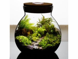 容器、苔、ミニチュア、石、流木など沢山のそれぞれお好みの素材を選んで自分だけの世界を作り上げる。小さなお子様から楽しんでいただけます。