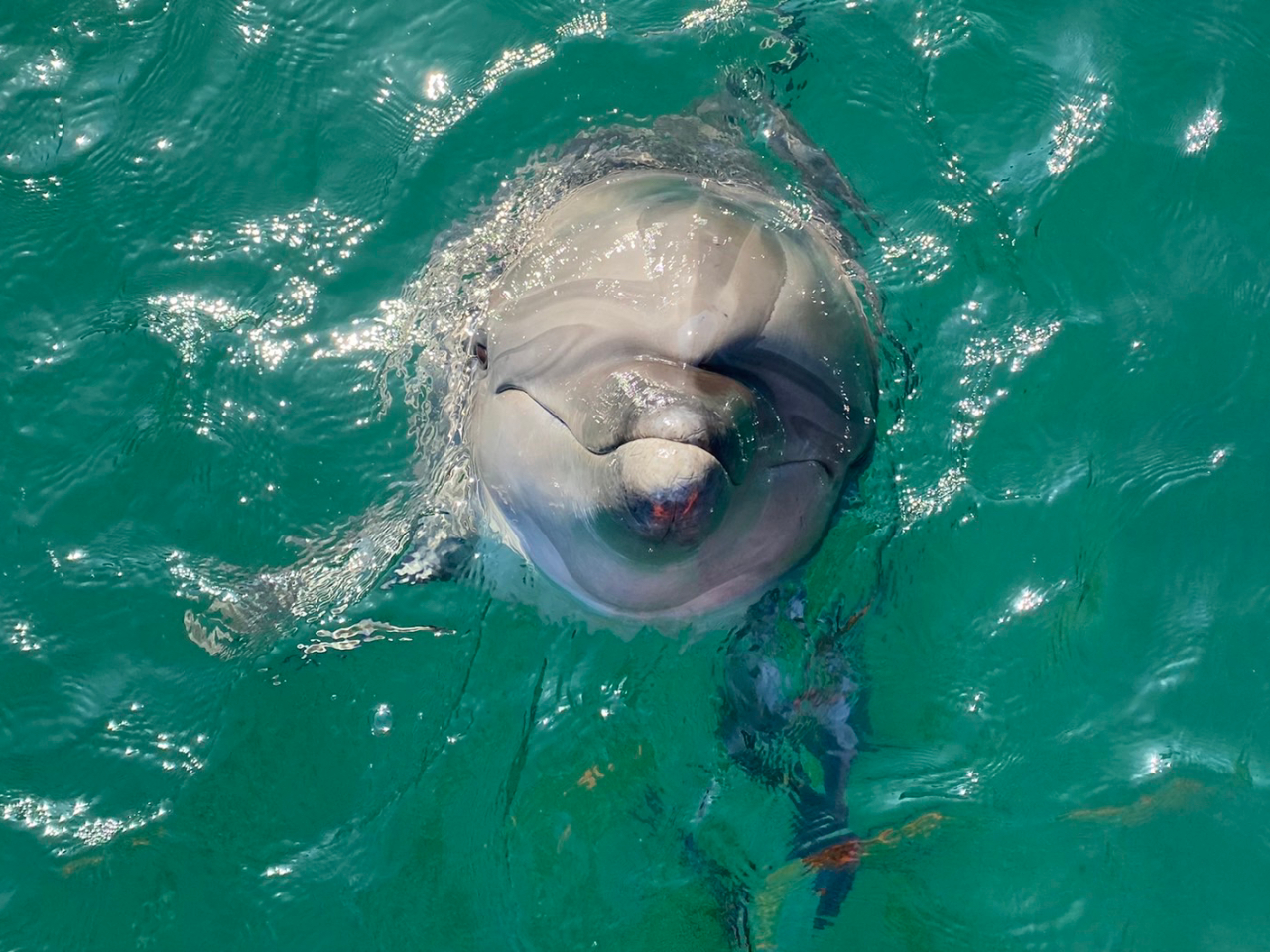 イルカたちの入り江で遊ぶ！『ドルフィンカヤック』/壱岐イルカパーク