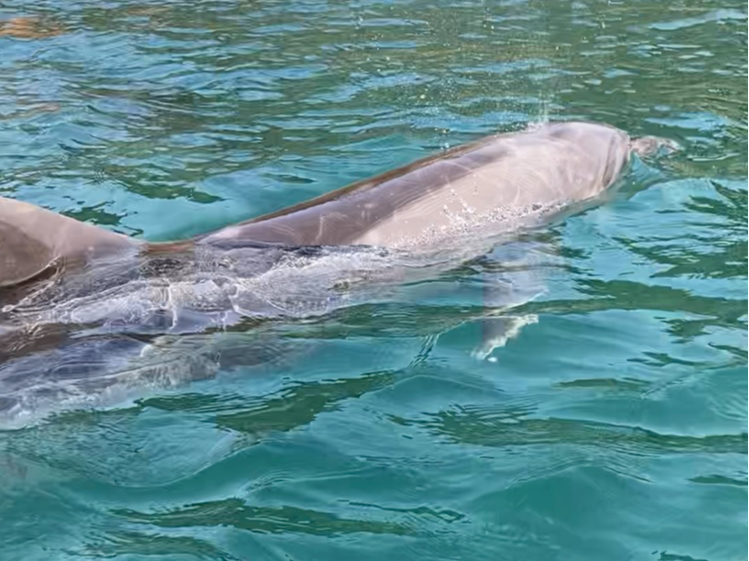 イルカたちの入り江で遊ぶ！『ドルフィンカヤック』/壱岐イルカパーク