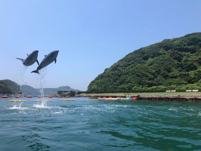 イルカを眺めながらの贅沢BBQ!