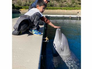 イルカからお手てにキスのプレゼント!