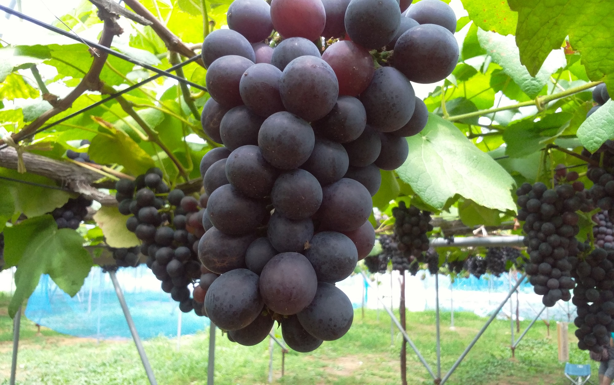 2026年 出羽三山,加茂水族館に程近い【8月のぶどう狩り】デラウエア、アーリー...