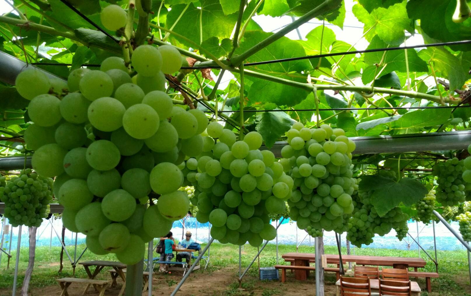 ԂǂŁuvHוFXȕi킪y߂܂