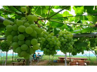 ぶどうで「粒取り」食べ放題♪色々な品種が楽しめます★