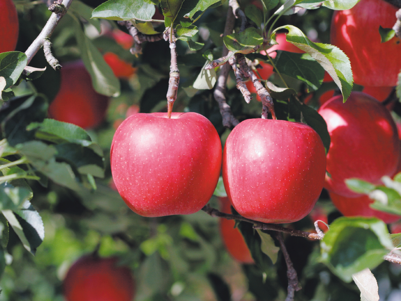 りんご狩り:試食が出来て2個収穫お持ち帰り付き。時期によりいろいろな種類のりんごが収穫できます♪