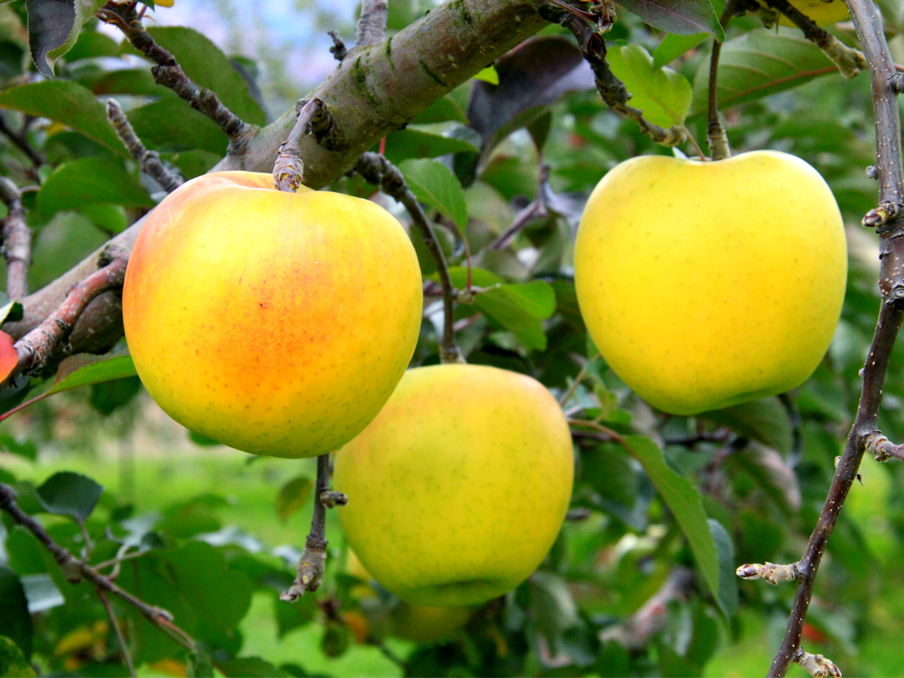 ̖Ղ̉F񂲁yܖzɂnł܂