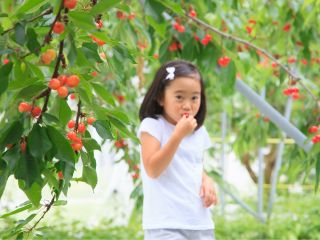 さくらんぼ狩り30分食べ放題