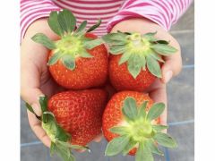 すごう農園直売所ピアッツァ 予約 アクセス 割引クーポン じゃらんnet すごう農園直売所ピアッツァ 予約 アクセス 割引クーポン じゃらんnet